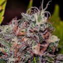 Caramelice (Positronics) feminized