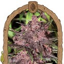 Black Haze (Exotic Seed) feminized