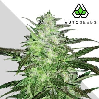 Auto Chemdog (Auto Seeds) Feminized