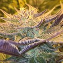 CBD Girl Scout Cookies (CBD Crew) Feminized