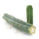 Cactus of the Four Winds (Echinopsis lageniformis forma quadricostata)