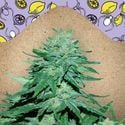 Auto White Widow x Big Bud (Female Seeds) feminized