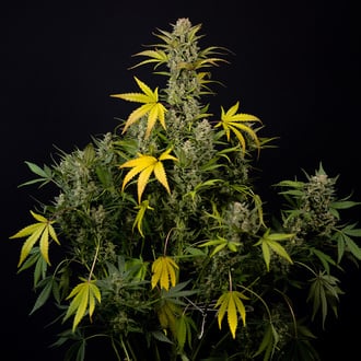 Monster Dwarf Automatic (Zamnesia Seeds) feminized