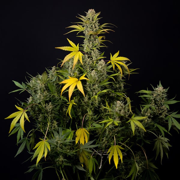 Monster Dwarf Automatic (Zamnesia Seeds) feminized
