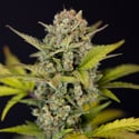 Monster Dwarf Automatic (Zamnesia Seeds) feminized