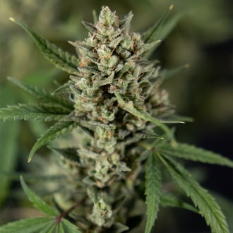 Monster Dwarf Automatic (Zamnesia Seeds) feminized