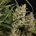 Monster Dwarf Automatic (Zamnesia Seeds) feminized