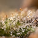 Monster Dwarf Automatic (Zamnesia Seeds) feminized