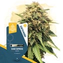 Cash Express (Zamnesia Seeds) Feminized