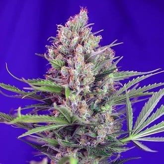 Cream Mandarine - F1 Fast Version (Sweet Seeds) feminized