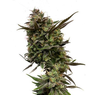 White Choco (Amsterdam Genetics) feminized