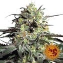 Peyote Cookies (Barney’s Farm) feminized