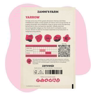 Duizendblad (Achillea millefolium) Buddy Pack