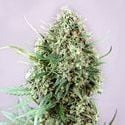 Jack Diesel (Positronics) feminized