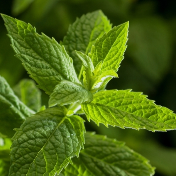 Peppermint (Mentha piperita) Buddy Pack