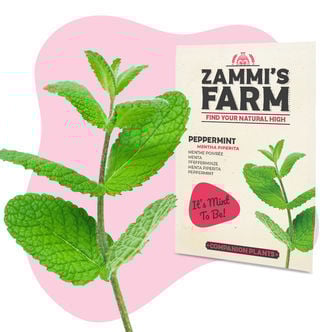 Peppermint (Mentha piperita) Buddy Pack
