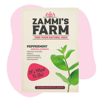 Peppermint (Mentha piperita) Buddy Pack