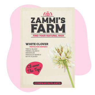 Witte Klaver(Trifolium repens) Buddy Pack