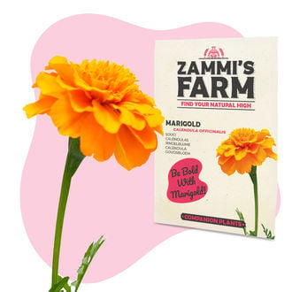 Goudsbloem (Calendula officinalis) Buddy Pack