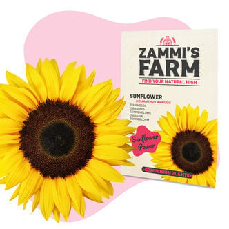 Zonnebloem (Helianthus annuus) Buddy Pack