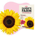 Zonnebloem (Helianthus annuus) Buddy Pack