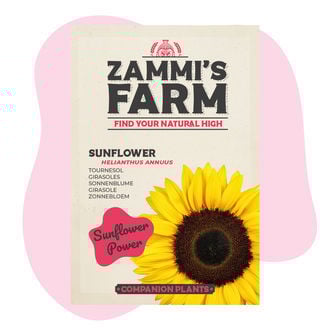 Zonnebloem (Helianthus annuus) Buddy Pack