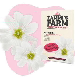 Hoornbloem (Cerastium biebersteinii) Buddy Pack