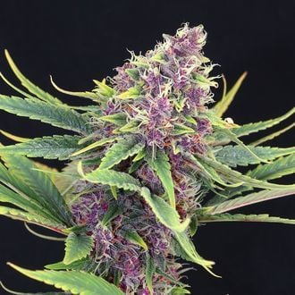 Purple Kush (Kannabia) feminized