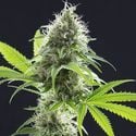 Kama Kush CBD (Kannabia) feminized