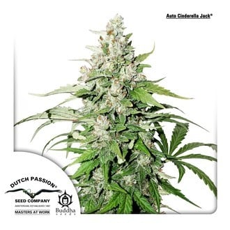 Auto Cinderella Jack (Dutch Passion) feminized