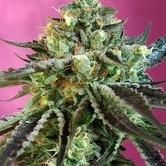 Sweet Nurse Auto CBD feminized (Sweet Seeds)
