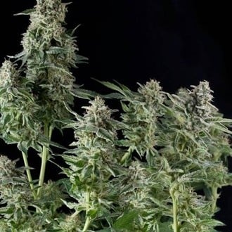 Northern Lights feminized (Pyramid Seeds)