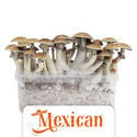 Zamnesia Grow Kit ‘Mexican’