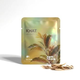 Khat (Catha edulis) 10 zaden