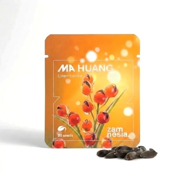 Ma Huang Zaden (Ephedra sinica) 20 Zaden