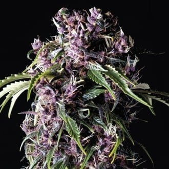 Purple (Pyramid Seeds) feminized