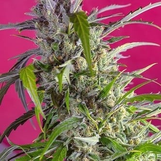 Crystal Candy Auto (Sweet Seeds) feminized