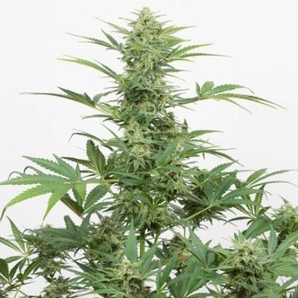 Industrial Plant Autoflowering CBD (Dinafem) feminized