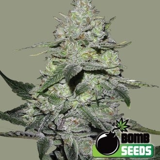 Gorilla Bomb (Bomb Seeds) feminized