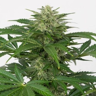 Haze Autoflowering CBD feminized (Dinafem)