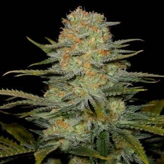 Amnesia CBD (Dinafem) feminized