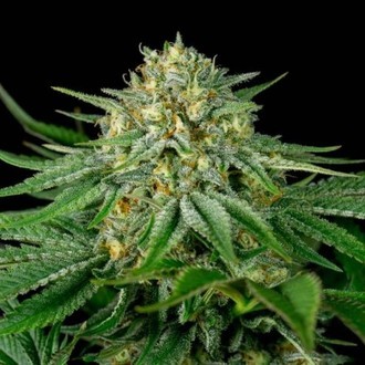 Bubba Kush CBD (Dinafem) feminized