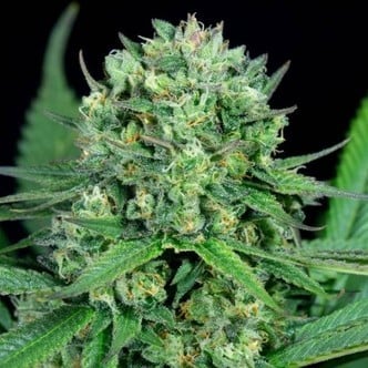 Cheese CBD (Dinafem) feminized