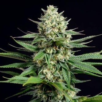 OG Kush CBD (Dinafem) feminized