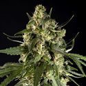 Lemon Auto CBD (Philosopher Seeds) feminized