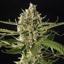 Lemon OG Candy (Philosopher Seeds) feminized