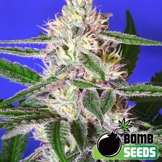 Edam Bomb (Bomb Seeds) feminized