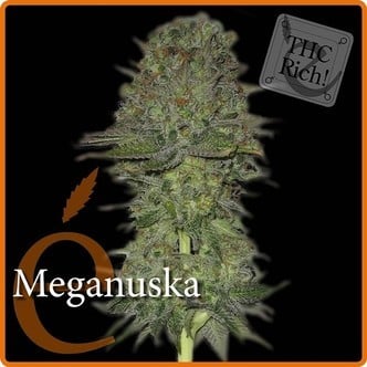 Meganuska (Elite Seeds) feminized