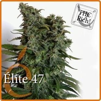 Elite 47 (Elite Seeds) feminized