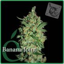 Banana joint (Elite Seeds) feminized